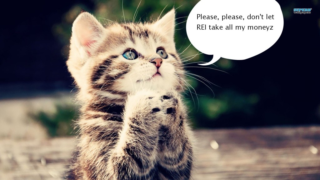 Gratuitous Kitten Photo